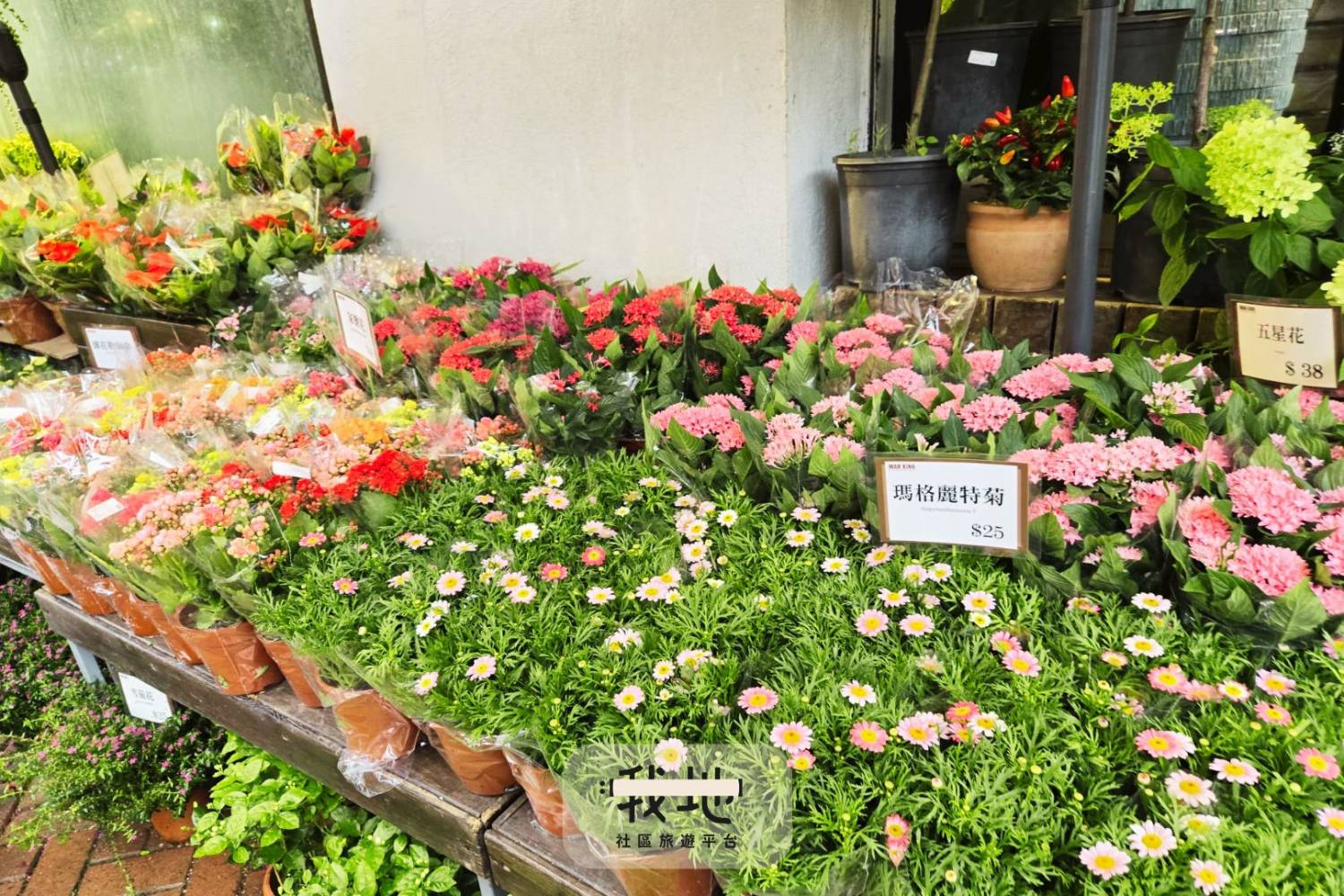 感活花墟系列 - 花墟花遊記