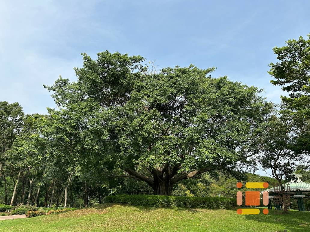 “See Green, Go Green Little Trip” 2025/26