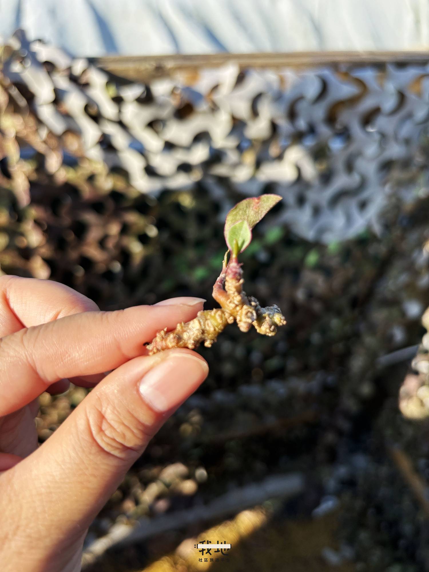 【我地】「愜意。悠錦田」｜社區體驗活動