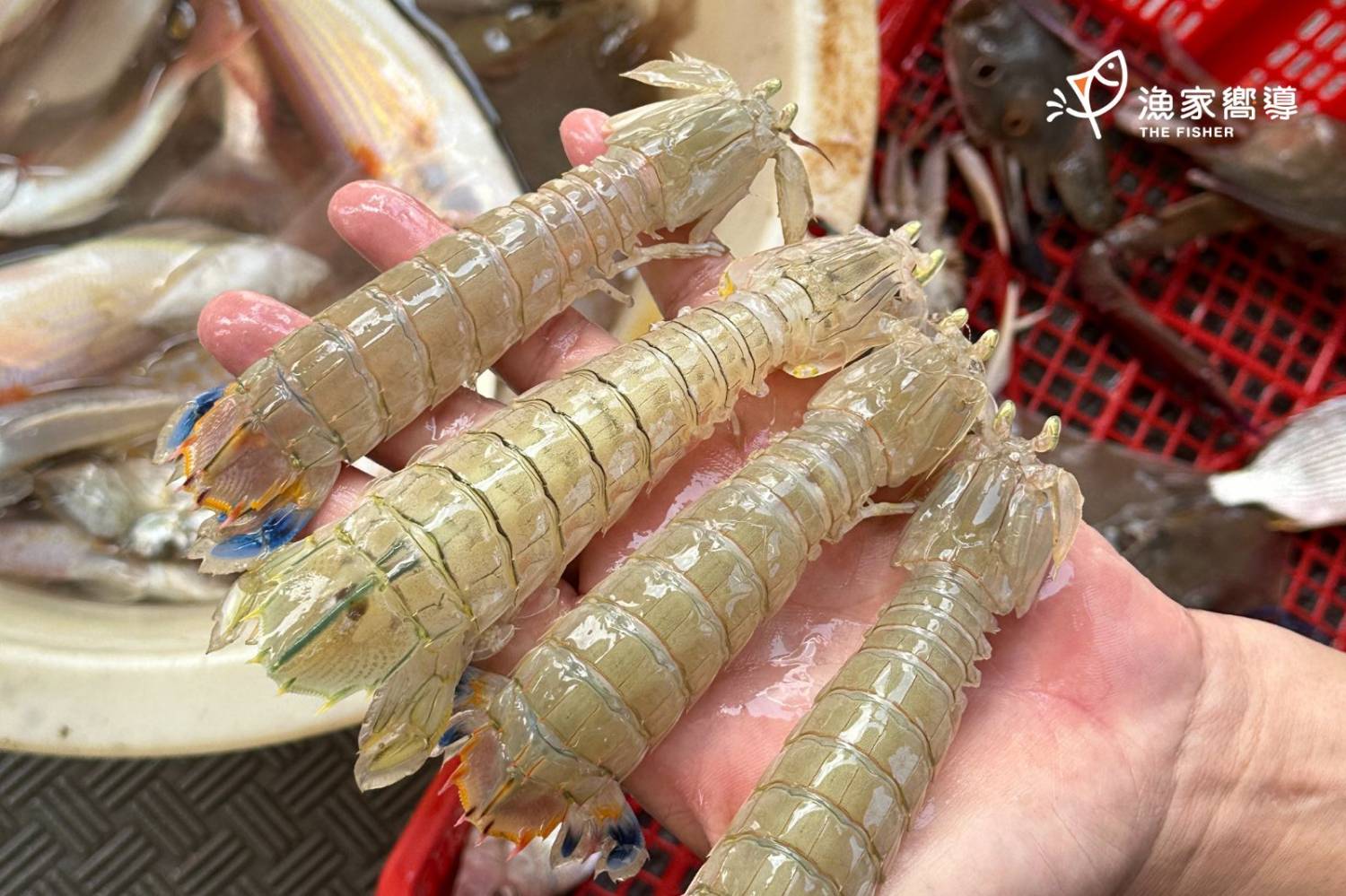 漁家嚮導ｘ黎諾維「海魚學堂」海上開課